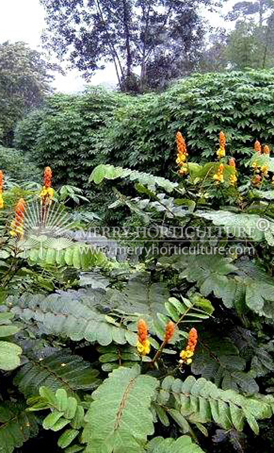 Cassia alata (candle bush)